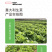 中科茂华蔬菜种子意大利生菜种子耐热半结球生菜種子简
