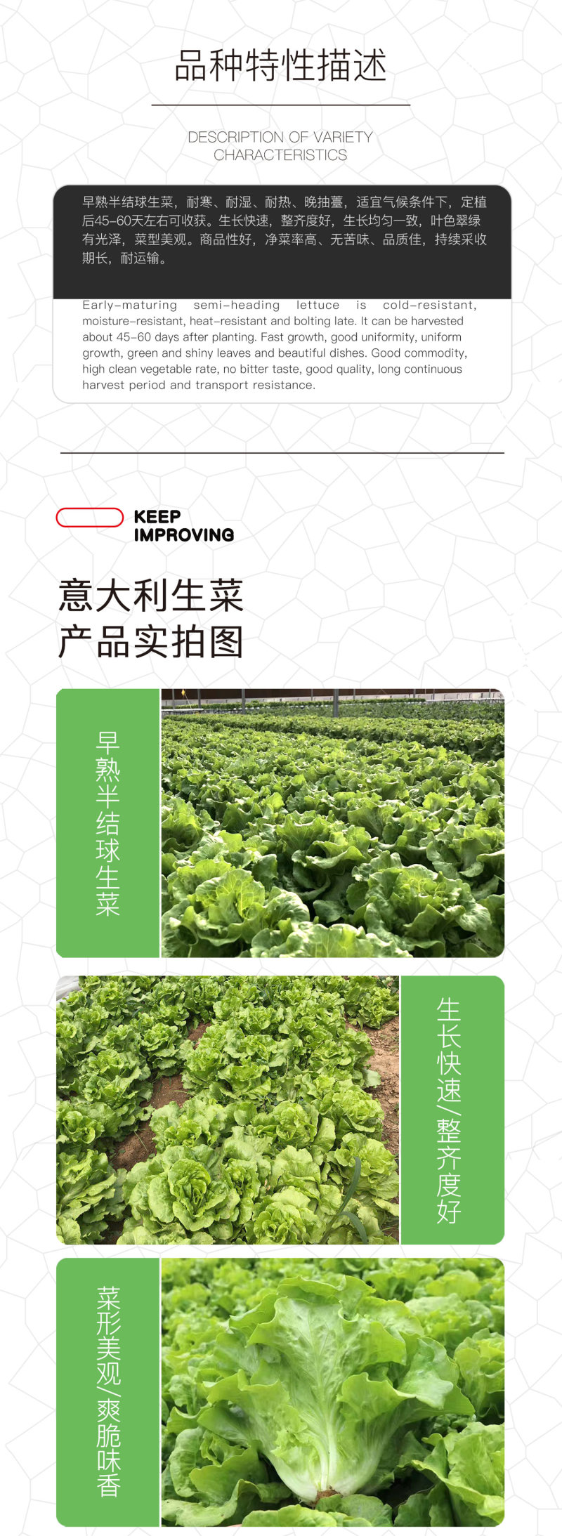 中科茂华蔬菜种子意大利生菜种子耐热半结球生菜種子简