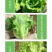 中科茂华蔬菜种子意大利生菜种子耐热半结球生菜種子简