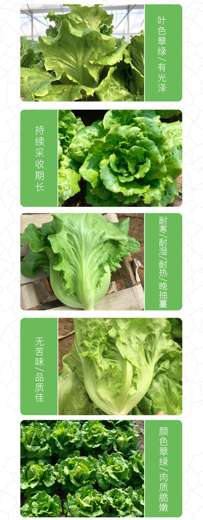 中科茂华蔬菜种子意大利生菜种子耐热半结球生菜種子简