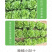 中科茂华蔬菜种子意大利生菜种子耐热半结球生菜種子简