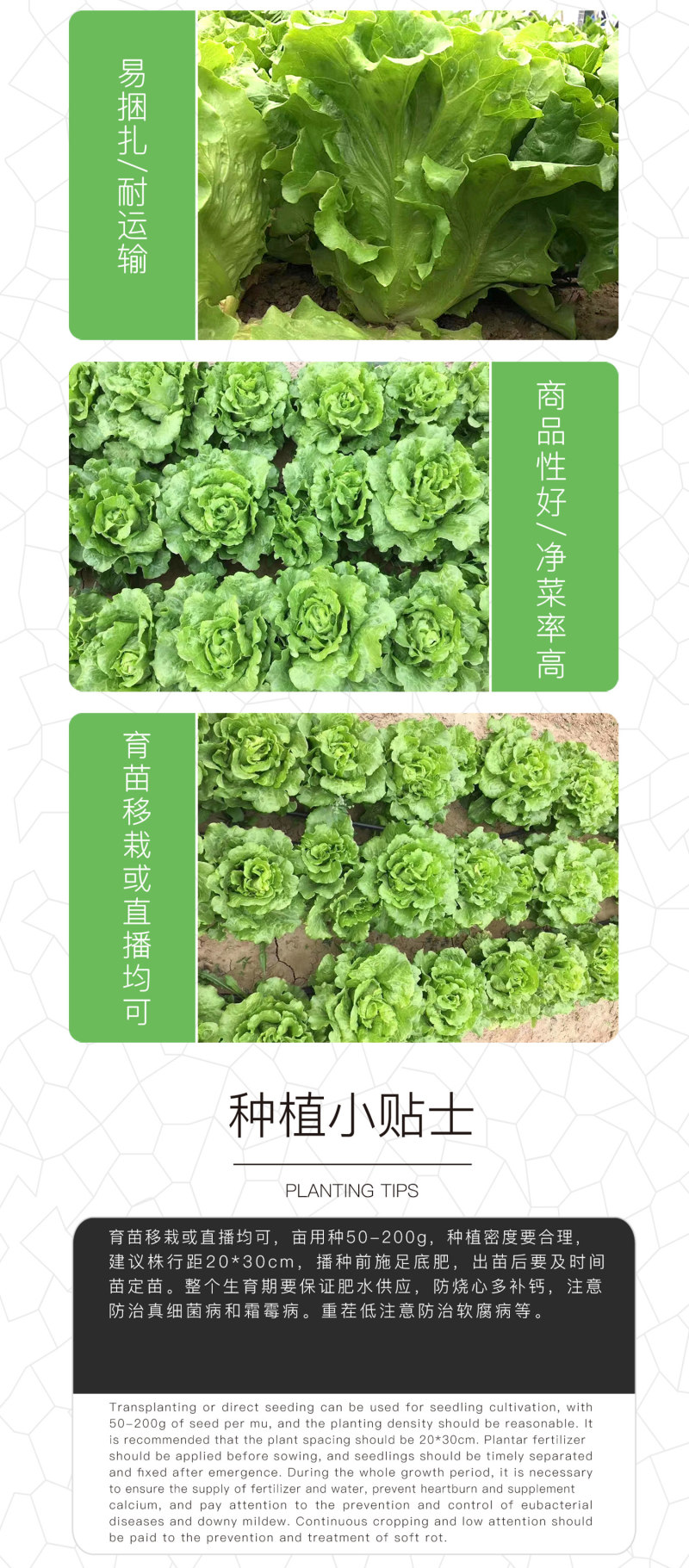 中科茂华蔬菜种子意大利生菜种子耐热半结球生菜種子简