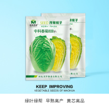 （正常发货）中科茂华中科春菊808白菜种子纯黄芯春秋白