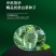 （正常发货）中科茂华中科春菊808白菜种子纯黄芯春秋白