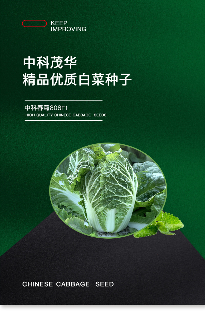 （正常发货）中科茂华中科春菊808白菜种子纯黄芯春秋白