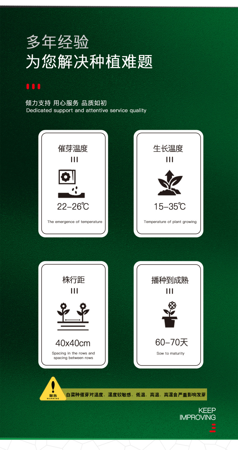 （正常发货）中科茂华中科春菊808白菜种子纯黄芯春秋白