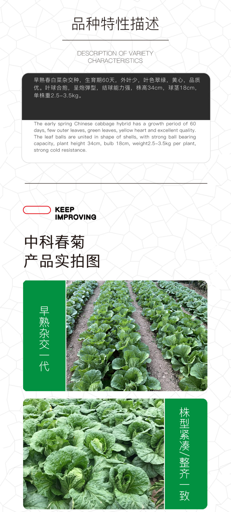 （正常发货）中科茂华中科春菊808白菜种子纯黄芯春秋白