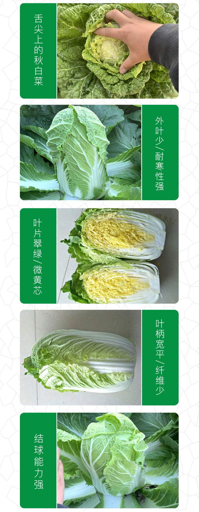 （正常发货）中科茂华中科春菊808白菜种子纯黄芯春秋白