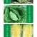 （正常发货）中科茂华中科春菊808白菜种子纯黄芯春秋白