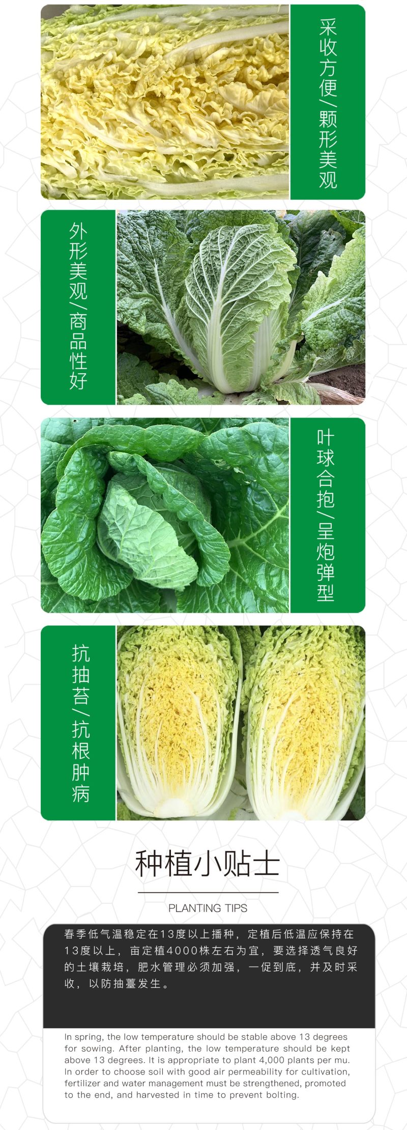 （正常发货）中科茂华中科春菊808白菜种子纯黄芯春秋白
