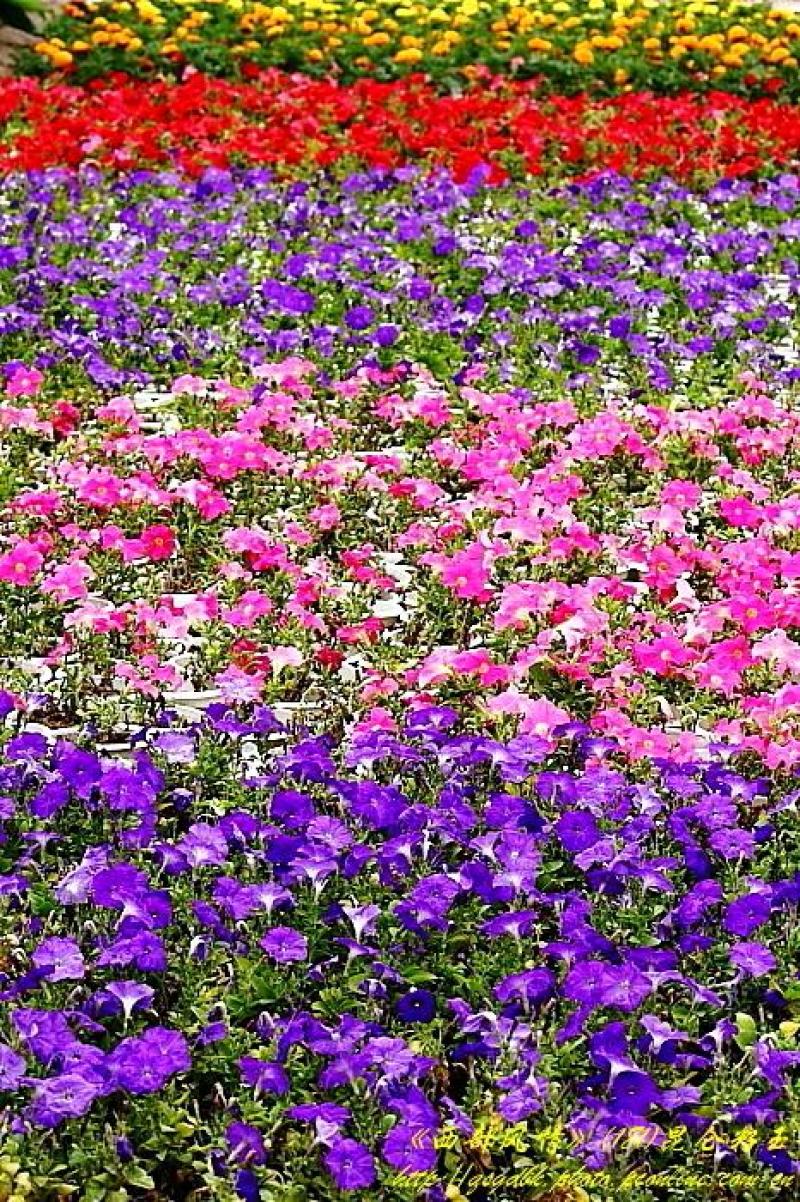 矮牵牛花种子公园路边绿化花卉种子易活盆栽花卉庭院种植