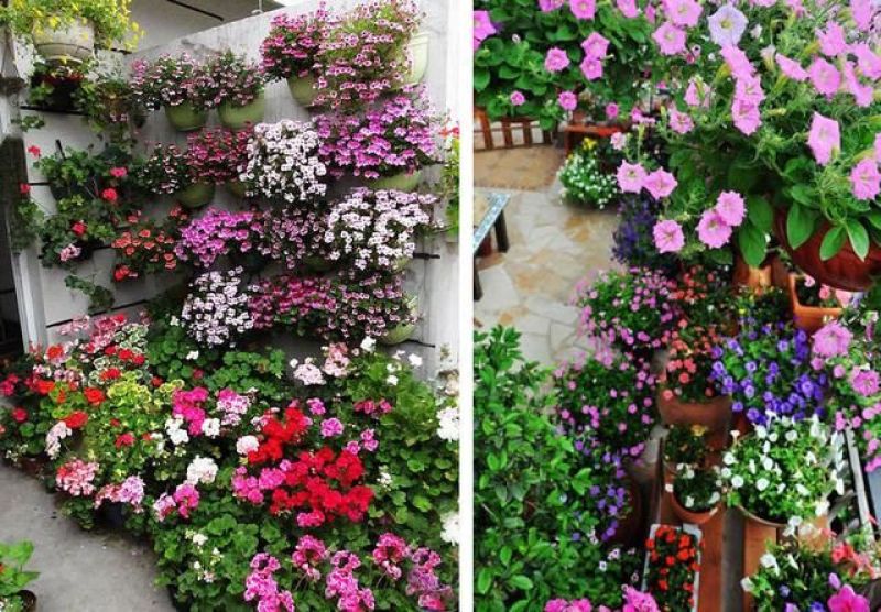 矮牵牛花种子公园路边绿化花卉种子易活盆栽花卉庭院种植