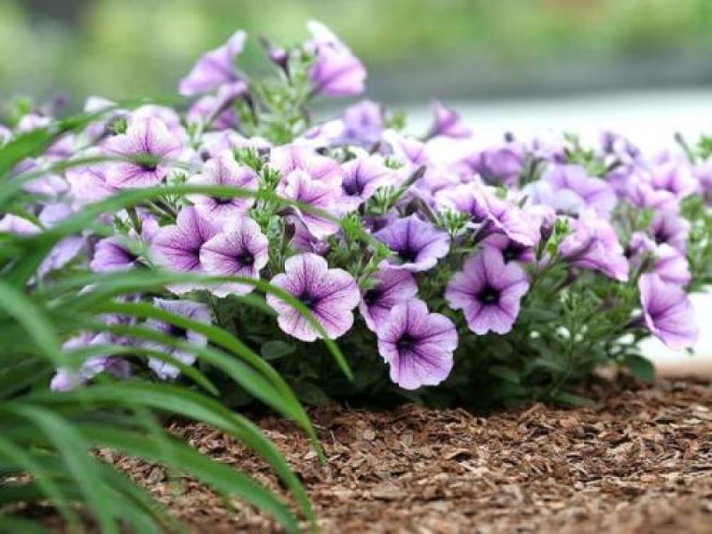 矮牵牛花种子公园路边绿化花卉种子易活盆栽花卉庭院种植