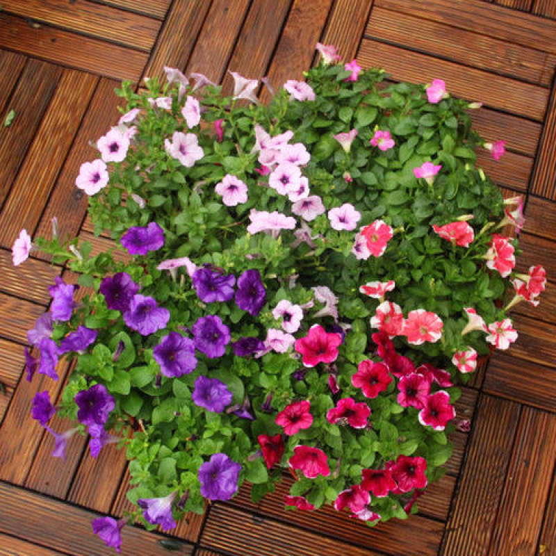 矮牵牛花种子公园路边绿化花卉种子易活盆栽花卉庭院种植