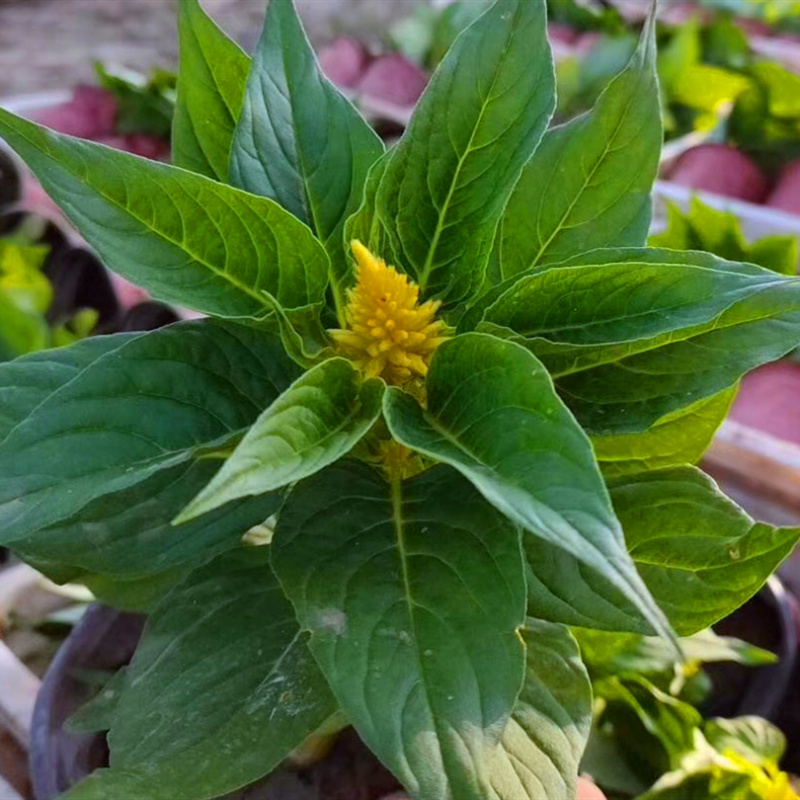 鸡冠花山东青州花卉基地产地直销质优价廉