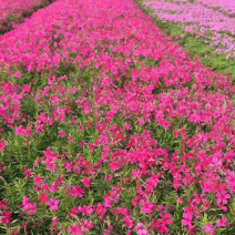 芝英福禄考山东青州花卉基地产地直销质优价廉