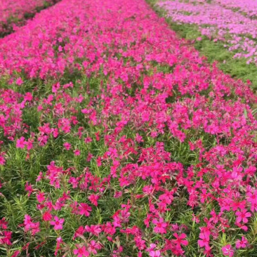 芝英福禄考山东青州花卉基地产地直销质优价廉