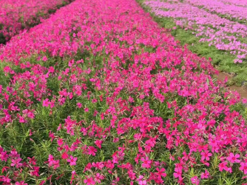 芝英福禄考山东青州花卉基地产地直销质优价廉