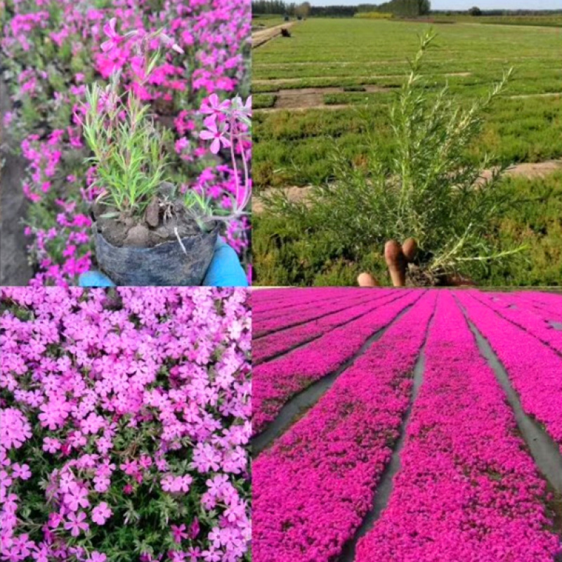 芝英福禄考山东青州花卉基地产地直销质优价廉