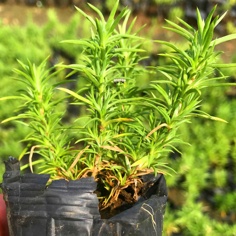 芝英福禄考山东青州花卉基地产地直销质优价廉