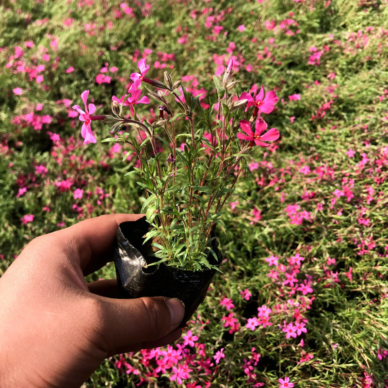 芝英福禄考山东青州花卉基地产地直销质优价廉