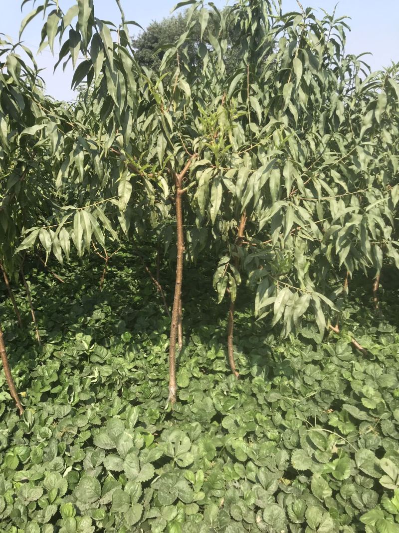 晚熟桃新品种—傲雪冬桃嫁接桃树苗巨红冬桃苗南北方种
