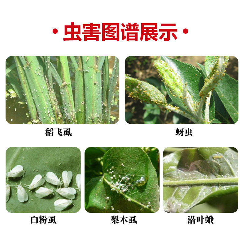 25%噻虫嗪稻飞虱木虱梨木虱介壳虫蚜虫潜叶蛾