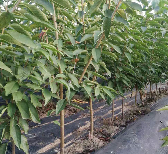 冠县樱桃园航拍全景图