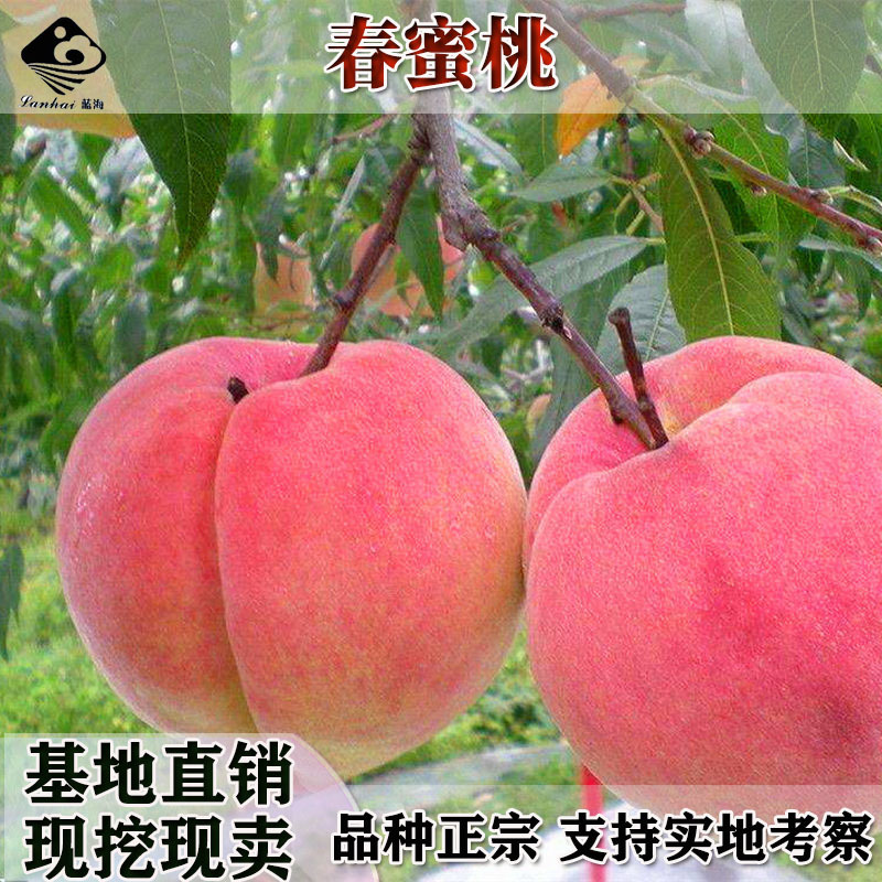 桃树苗正宗奥桃大果桃纯正嫁接桃树苗桃苗桃树苗盆栽地栽当年