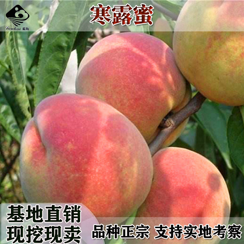 桃树苗正宗奥桃大果桃纯正嫁接桃树苗桃苗桃树苗盆栽地栽当年