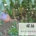 桃树苗正宗奥桃大果桃纯正嫁接桃树苗桃苗桃树苗盆栽地栽当年