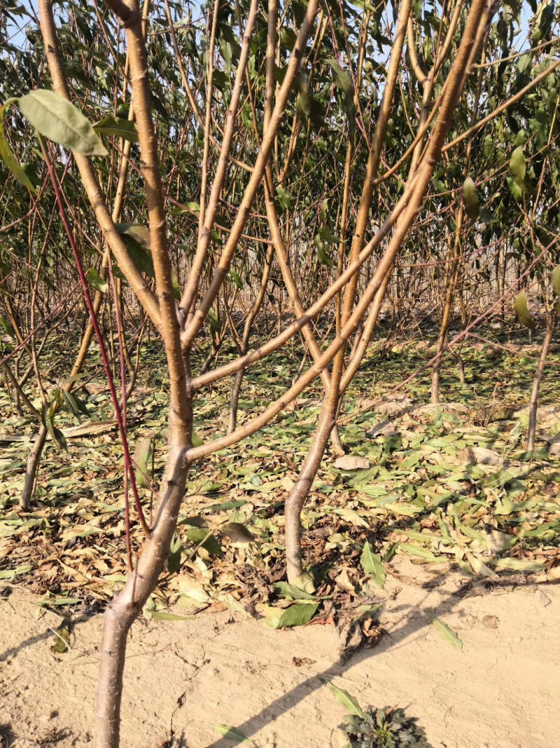 桃树苗正宗奥桃大果桃纯正嫁接桃树苗桃苗桃树苗盆栽地栽当年