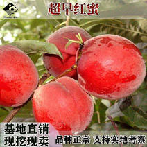 超早红蜜桃树苗早熟全红脆甜桃春瑞桃嫁接苗南方北方种