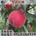 超早红蜜桃树苗早熟全红脆甜桃春瑞桃嫁接苗南方北方种