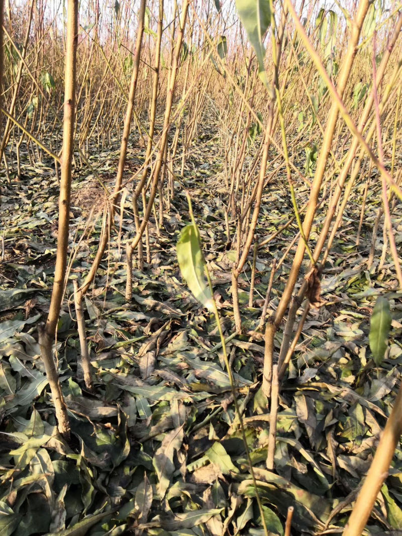 嫁接桃树苗南北方种植特大川星一号桃果树苗盆栽地栽当年结果