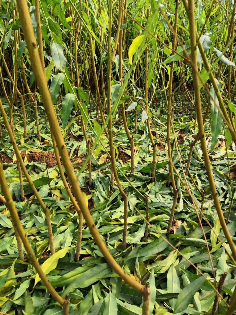 嫁接桃树苗南北方种植特大川星一号桃果树苗盆栽地栽当年结果