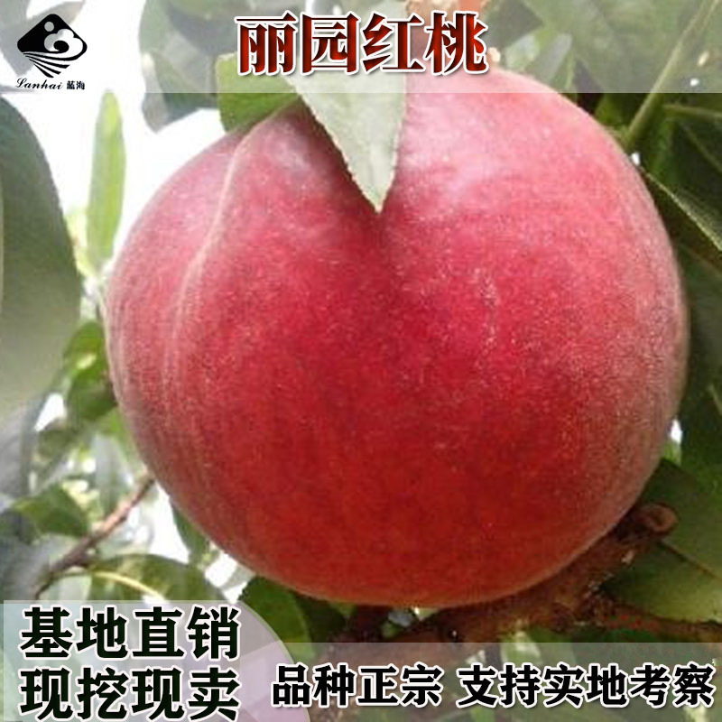 嫁接桃树苗品种春雪红桃桃苗脆甜桃早熟晚熟地栽建院南北种植