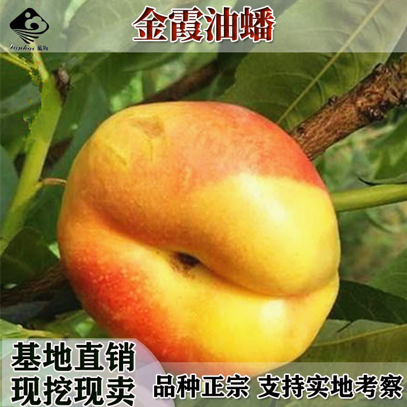 嫁接桃树苗品种春雪红桃桃苗脆甜桃早熟晚熟地栽建院南北种植