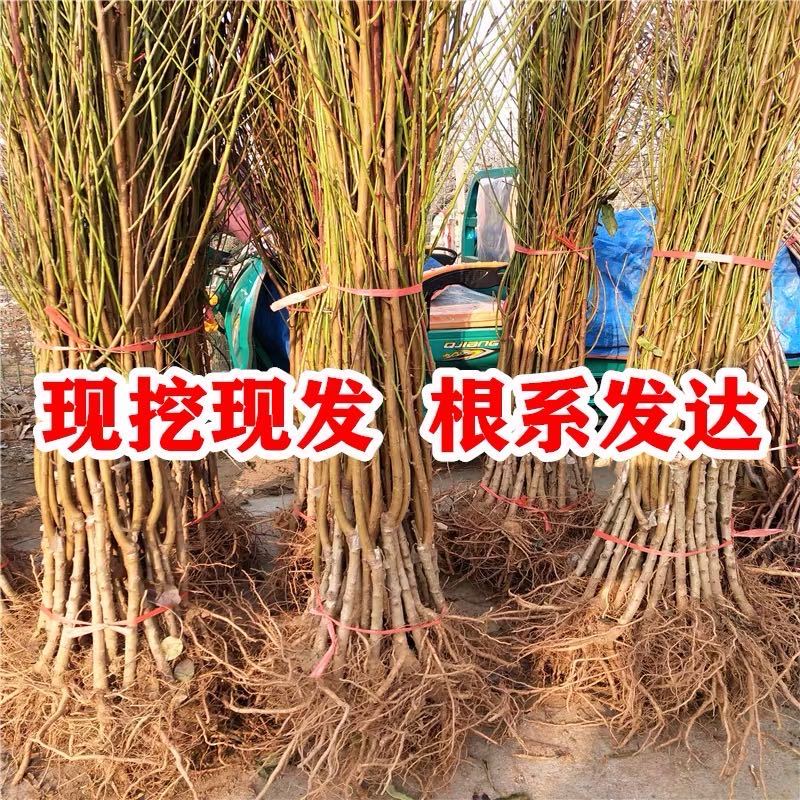 嫁接桃树苗品种春雪红桃桃苗脆甜桃早熟晚熟地栽建院南北种植