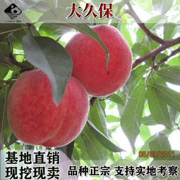 果树苗平谷大桃大久保桃树苗嫁接桃苗大久保蜜桃南方