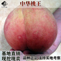 冬丰冬桃桃树苗南北方晚熟冬桃雪桃苗果大高糖抗裂