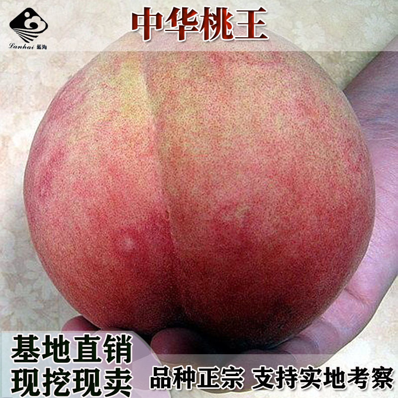 冬丰冬桃桃树苗南北方晚熟冬桃雪桃苗果大高糖抗裂