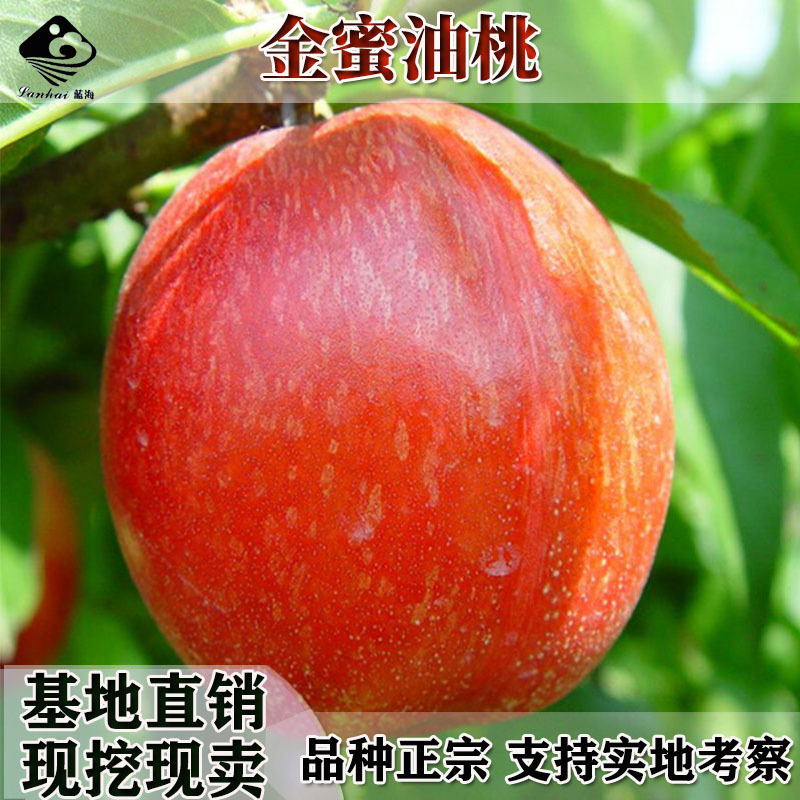 冬丰冬桃桃树苗南北方晚熟冬桃雪桃苗果大高糖抗裂