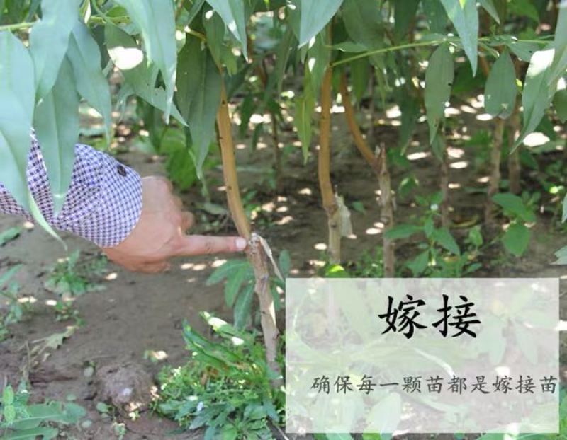 冬丰冬桃桃树苗南北方晚熟冬桃雪桃苗果大高糖抗裂