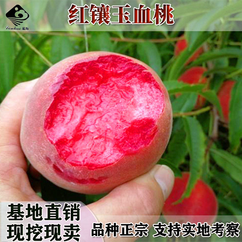 黑桃苗良种桃树苗巨型桃树果苗嫁接桃树新品种【中华黑桃