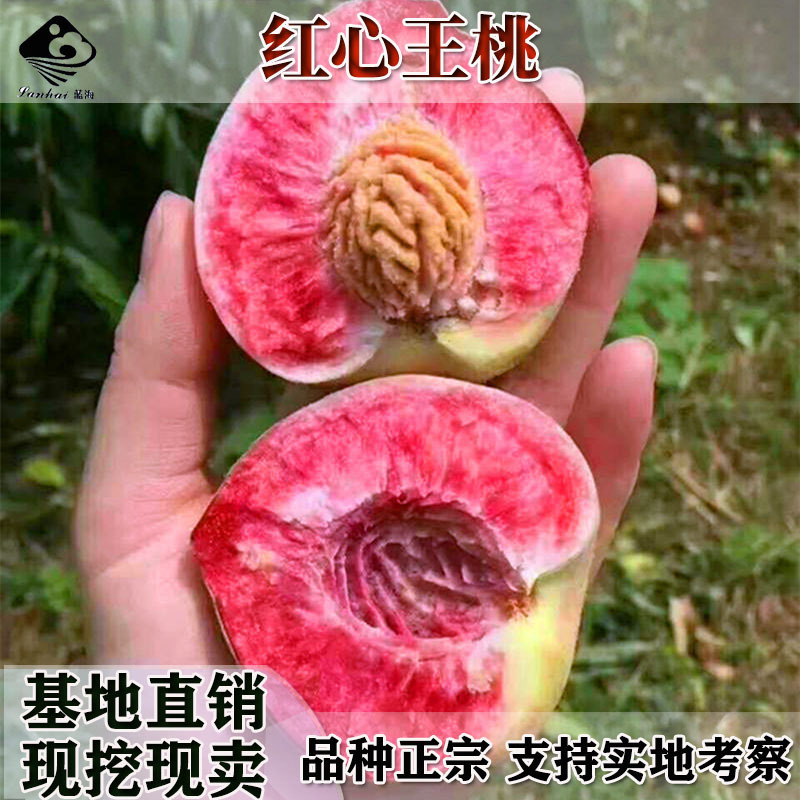 黑桃苗良种桃树苗巨型桃树果苗嫁接桃树新品种【中华黑桃