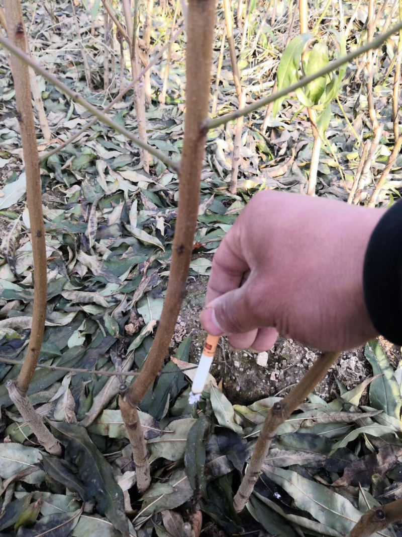 黑桃苗良种桃树苗巨型桃树果苗嫁接桃树新品种【中华黑桃