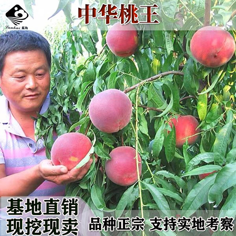桃树苗五月红肉桃王早熟新品种5月成熟最大800克