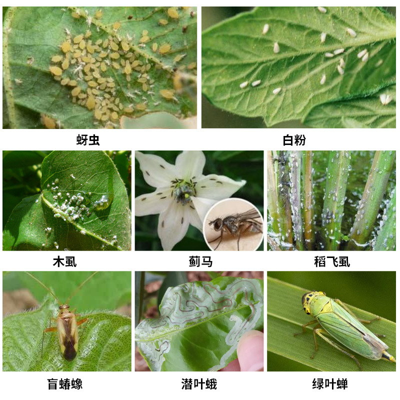 5%阿维.吡虫啉梨树木虱蚜虫蓟马稻虱盲蝽蟓农药杀虫剂