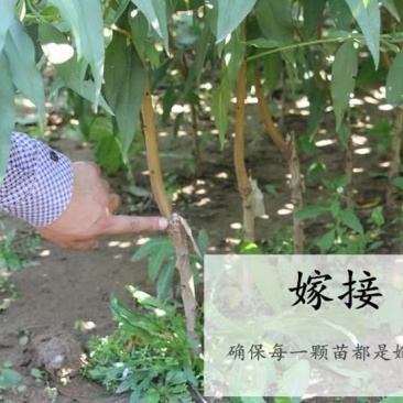 新黄金密1号桃苗锦春黄桃苗黄金密一号桃苗极早熟新品种黄桃